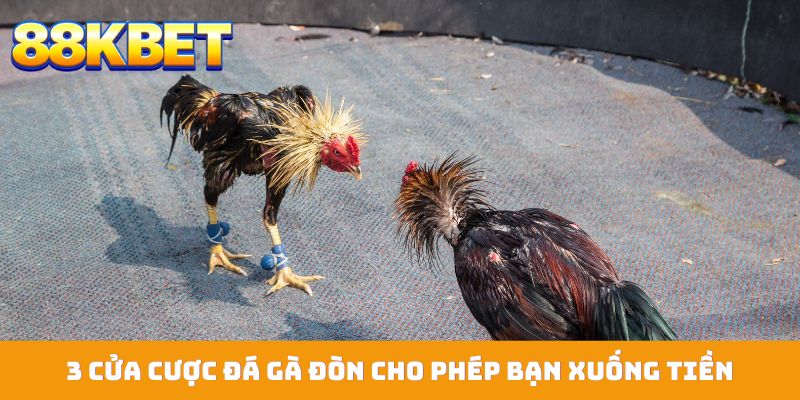 3 cửa cược đá gà đòn cho phép bạn xuống tiền